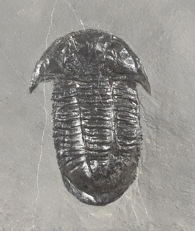 Paraszechuanella cf. changleensis (PENG 1990) - Bild &copy; FossNet FossilienStore